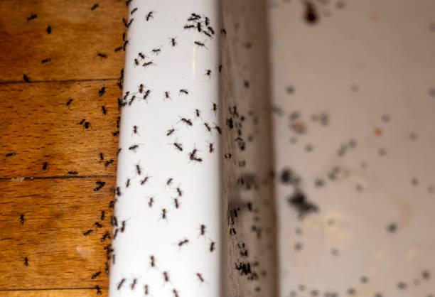 Best Flea Control Services  in Garfield, NJ
